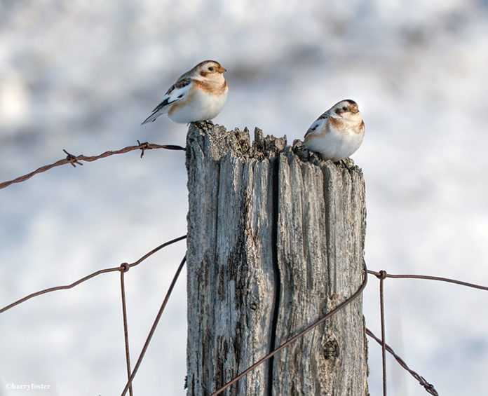 5.Christmas Bird Counts report DP