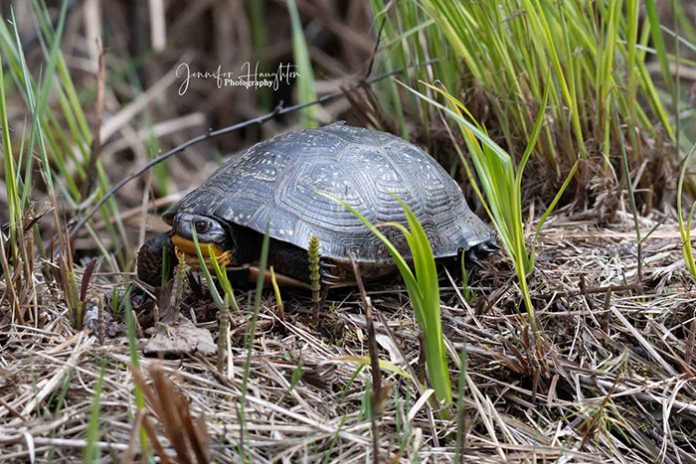 7. Watch out for turtles!
