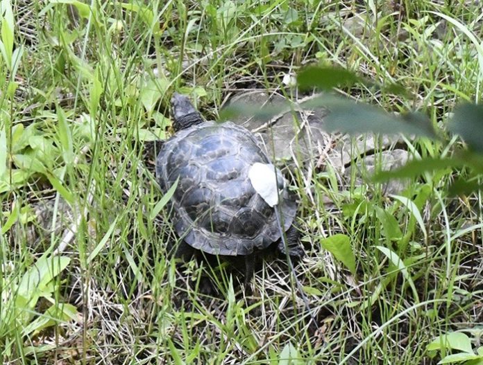 6. Endangered turtles return home
