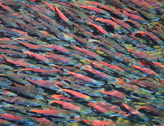 Salmonix consultations